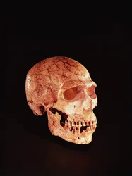 Neandertaler-Schädel, entdeckt am Berg Karmel, Palästina, ca. 1920